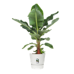 greenville rond 25cm blanc